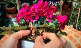 仙客来花谢后种球怎么养护? 仙客来开花后怎么浇水