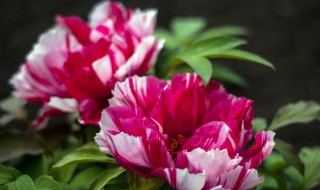 牡丹只长叶子不开花怎么办 牡丹只长叶子不开花怎么办呀