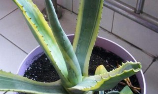 虎皮兰怎么养才长得好?（虎皮兰怎么养才长得好侃大厅r）