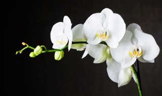 如何养蝴蝶兰? 如何养蝴蝶兰才开花