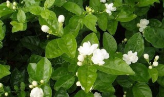 茉莉花怎么养才长得好? 茉莉花怎么养才长得好看又好养