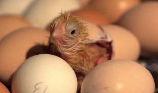 才出壳的小鸡怎么喂养和防病? 才出壳的小鸡怎么喂养和防病