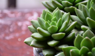 新手如何养多肉?（新手如何养多肉植物长根）