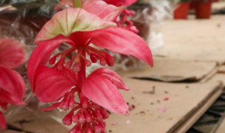 宝莲灯花谢了怎么才能长新芽?（宝莲灯开完花什么时间发芽）