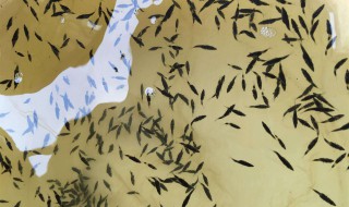 鲈鱼水花苗怎样养殖?（怎样培育鲈鱼水花苗）