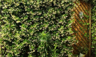 风车茉莉怎么养成花墙?（风车茉莉与月季混搭花墙）