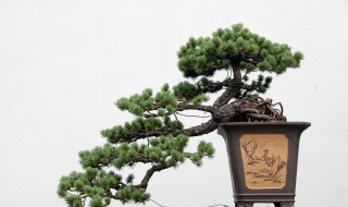 柏树盆景怎么养护? 柏树盆景养殖方法和注意事项