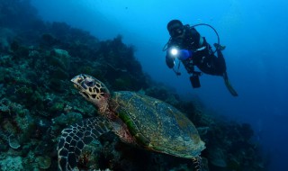 潜水的注意事项有哪些（潜水的注意事项有哪些图片）