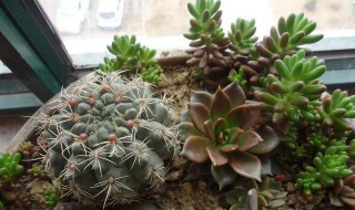 绯花玉怎么繁殖小球? 绯花玉怎样才能生出小球