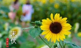 三伏天应该注意什么（三伏天应该注意什么饮食）