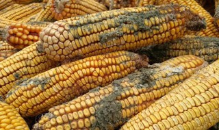 玉米轻微发霉处理方法? 玉米发霉怎么处理方法