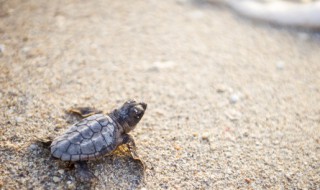 养龟注意事项（养龟注意事项和禁忌）