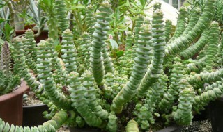 钱串子花叶子发黄怎么办? 钱串子花叶子发黄怎么办