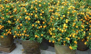 盆栽金桔不发新芽怎么办? 盆栽金桔不发新芽怎么办呀