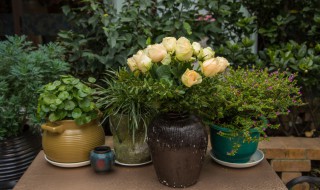 咖啡兰的养殖方法和注意事项? 咖啡兰的养殖方法和注意事项图片