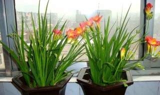 香雪兰花谢了怎么处理? 香雪兰花谢了怎么处理视频