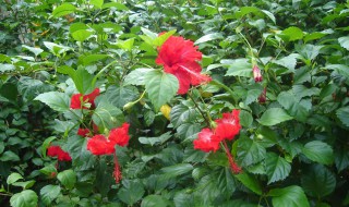 扶桑花黄叶子是怎么回事怎么补救? 扶桑花黄叶子是怎么回事怎么补救