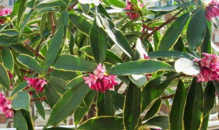 金边瑞香怎么养才能更旺盛? 金边瑞香怎么养才能更旺盛视频