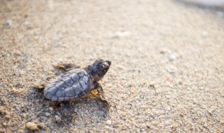 草龟怎么养才好? 草龟怎么养才好养活