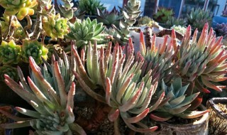 爱杜丽丝多肉怎么养?（爱杜丽丝多肉怎么养分头）