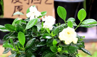 带花苞栀子花刚买回来怎么养? 带花苞栀子花刚买回来怎么养