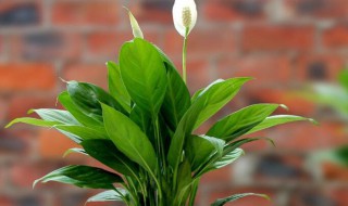 一帆风顺怎么水养? 一帆风顺养水里怎么养