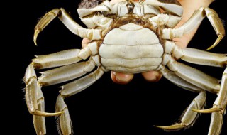 幼崽螃蟹怎么养活? 幼崽螃蟹怎么养活视频