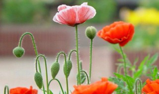 虞美人鲜切花怎么养? 虞美人可以做切花吗