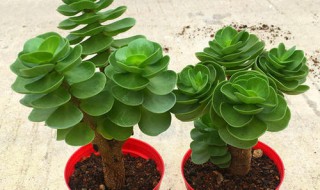 金钱木怎么养才茂盛多头? 怎样养金钱木才能叶片大