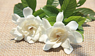 怎么让花保持新鲜?（怎么让花保持新鲜到第二天?）