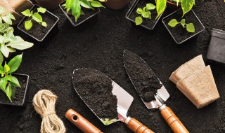 地黄怎么种植?（地黄怎么种植多少钱一斤）