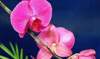 蝴蝶兰二次开花怎么养? 蝴蝶兰二次开花怎么养好