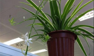 吊兰怎么养得又大又旺? 吊兰怎么养得又大又旺人