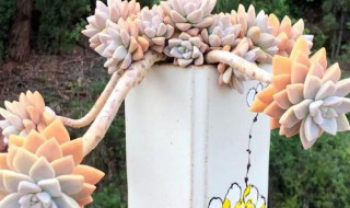 肉肉花怎么养?（肉肉花怎么养才能爆盆说说）