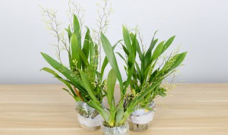 文心兰怎么养才能开花? 文心兰容易开花吗