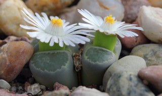 石生花如何养活?（石生花如何养活视频）