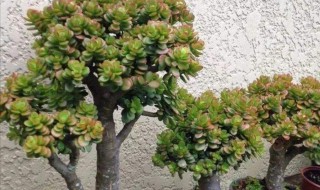 吸财树怎么养成老桩? 吸财树怎么养成老桩