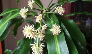 巴西木开花后怎么处理? 巴西木开花后怎么处理好