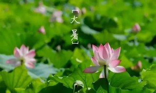 掰一掰大暑节气的民俗和养生（大暑节气养生知识）