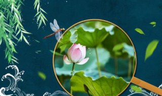 大暑养生要点离不开粥和水（大暑煲什么养生汤）