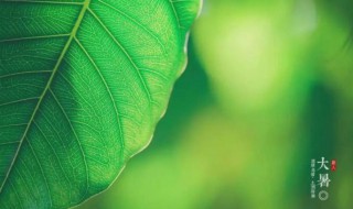 2021年大暑五行穿衣指南（大暑2021时间表）