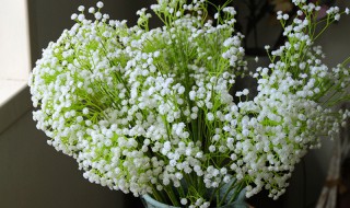 满天星怎么养才不会枯萎?（买来的满天星怎么养才不会枯萎）