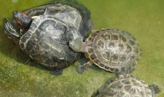 新手养龟怎么入门? 新手养龟入门教程