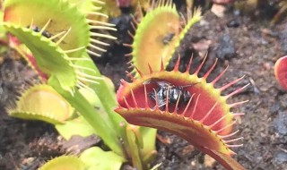 捕蝇草怎么养不易死?（捕蝇草容易死吗）