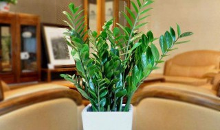 金钱滚滚怎么养? 金钱滚滚花的养殖方法和注意事项