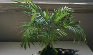 凤尾竹怎么养才茂盛?（凤尾竹怎么养才茂盛好看）