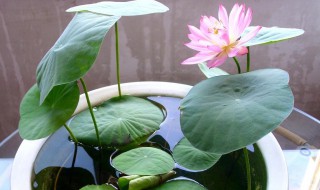睡莲怎么水养?（怎样水养睡莲）