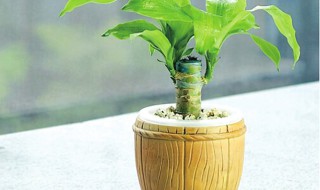 怎么养殖巴西木?（怎么养殖巴西木视频）