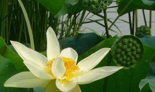 2021什么时候入伏 2021什么时候入伏中伏多少天