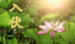 入伏2021年从哪一天开始 2021年入伏在哪天